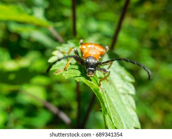 Big red beetle (female red-brown longhorn beetle Stictoleptura rubra) sitting on the plant. Macro photo. Front view - Shutterstock ID 689341354
