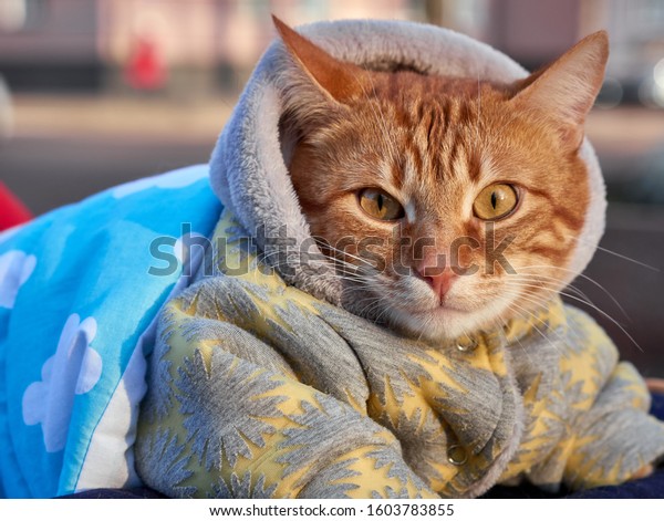Big red cat in blanket and warm jumpsuit with\
hood sitting outside, walking and looking at camera with city and\
cars at background on cold winter sunny day. Fashionable domestic\
cats concept