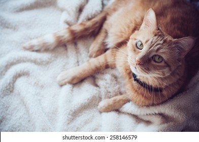 Big red cat lies on a soft beige blanket, looking up