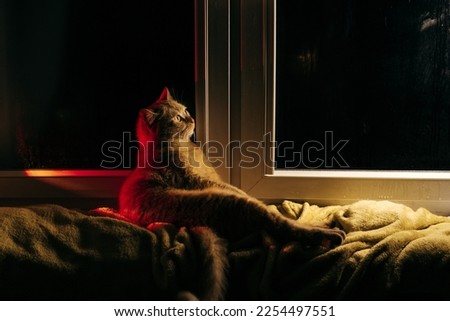 Big red cat on the windowsill. Cat near the night window.Red cat near the window. The cat is resting on the windowsill. Night photo. Home night photo. Atmospheric photo.
