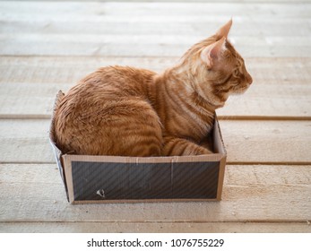 Big Red Cat  In A Small Box