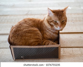 Big Red Cat  In A Small Box