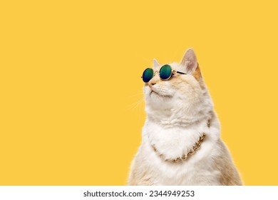 Big red cat in sunglasses and a chain around his neck on a yellow background