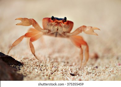 Big Red Crab On The Sand. Caribbean Crab. Macro.