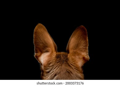 Big, Red Dog Ears Back View, Isolated On Black Background, Dog Head Back View