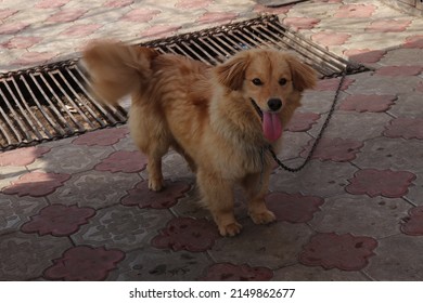 A Big Red Dog On A Chain. A Loyal Friend Of Man