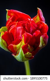 Big Red Double Dutch Tulip Flower Close Up On Black Background