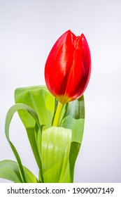 Gesneriana tulipa Tulipa (group)