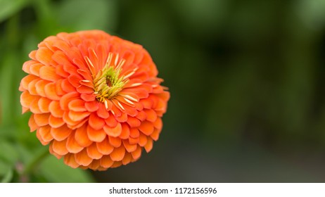 Big Single Flower High Res Stock Images Shutterstock