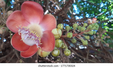 Big Red Flowers With Yellow And Pink Pollen Are Called Flower Strand.