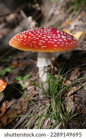 Big red fly agaric grows in autumn wood. Picturesque place in heart of forest - Shutterstock ID 2289149695