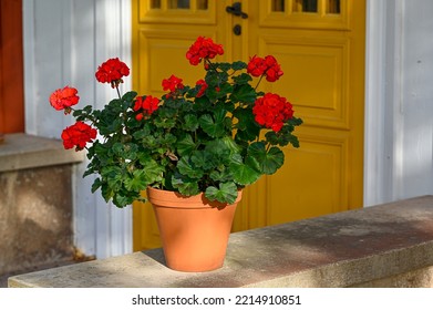 Big Red Geranium Infront Of Yellow Double Doors