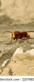 A Big Red Hornet On A Sliver Rock