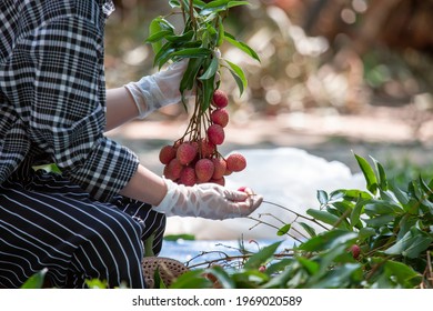 Big red lychees are being picked in the garden. Girl, planters, clear, plastic gloves Sorting lychees, agricultural fruit in Thailand. Fresh scent, name, sweet and sour tea taste.