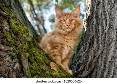 A Big Red Maine Coon Kitten Sitting On A Tree In A Forest In Summer.