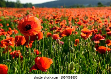big red poppy flower on the field in mountains at sunset. beautiful summer nature background