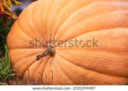 Big red pumpkin background, copy space, Orange giant pumpkin texture, close-up