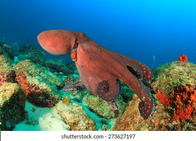 Big Red Reef Octopus