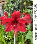 Big Red Star Flower Cost Rica
