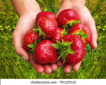Big red strawberries in the hands of the girls