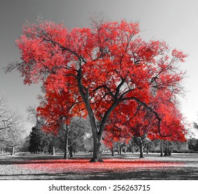 Big red tree in a black and white landscape