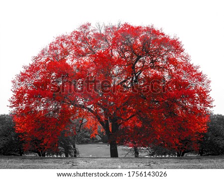 Big red tree in black and white landscape scene in Central Park, New York City NYC