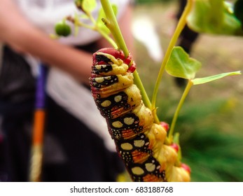 Big red yellow black caterpillar sitting on the stem with leaf. spurge hawk moth (Hyles euphorbiae). People on the background. - Shutterstock ID 683188768