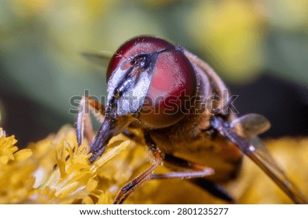 Big Red-Eyed Hover Fly Macro Insect Portrait