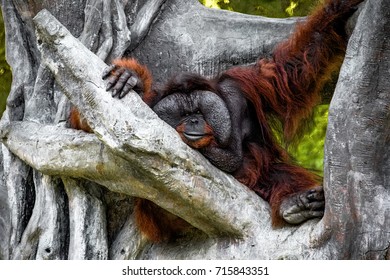 Chimp redhead girl with you Think, Chimp redhead girl