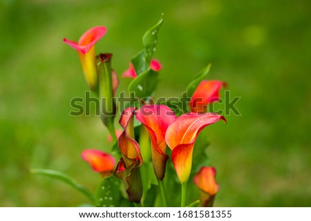 Big red-orange flowers of Zantedeschia Quatar, arum lily, calla lily, calla. Herbaceous, perennial, flowering plants in the family Araceae