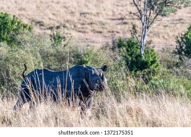 499 Rhino Attack Stock Photos, Images & Photography | Shutterstock