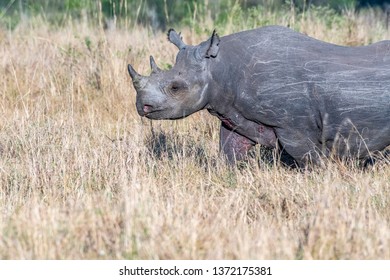 499 Rhino Attack Stock Photos, Images & Photography | Shutterstock