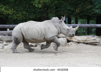 Big Rhino Running At Paddock