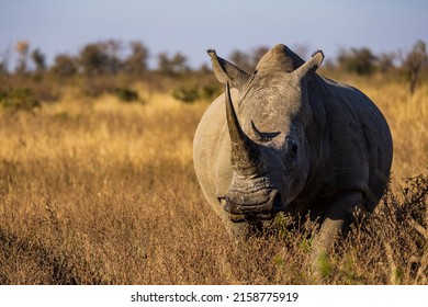 A Big Rhino In A Sunny Grassy Field