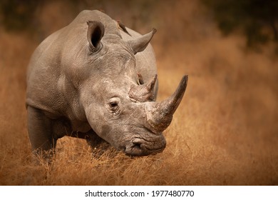 Big Rhino in their natural habitat - Shutterstock ID 1977480770