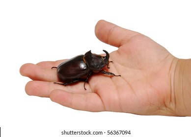 big rhinoceros beetle on child's hand isolated on white