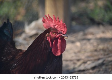 Big Rhode Island Red Rooster