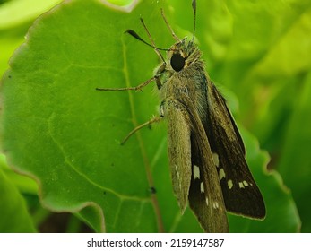 A Big Rice Swift On A Leaf