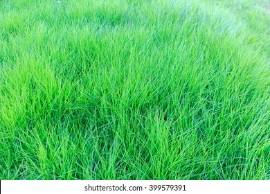 Big Ripe Dark Green Grass Background