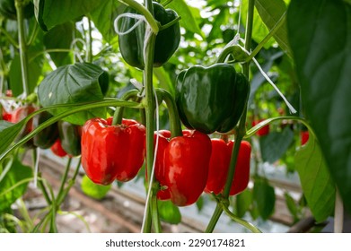 Big ripe sweet bell peppers, red paprika plants growing in glass greenhouse, bio farming in the Netherlands - Powered by Shutterstock
