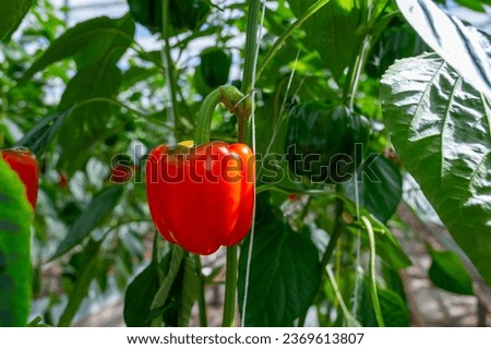 Big ripe sweet bell peppers vegetables, paprika plants growing in glass greenhouse, bio farming in the Netherlands