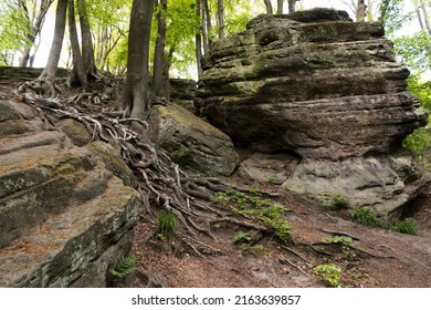 big rocks and tree roots on walking trail in the teutoburgerwald in germany
