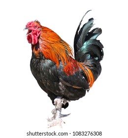 Big Rooster Shiny Bright Feathers Isolated Stock Photo 1083276308 ...