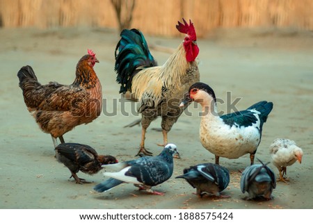 Big roosters, chickens, ducks and pigeons are eating together