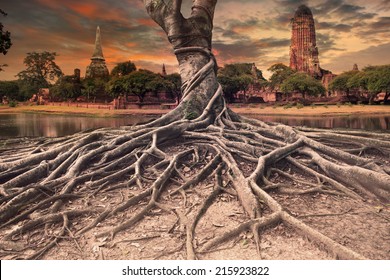 big root of banyan tree land scape of ancient and old  pagoda in history temple of Ayuthaya world heritage sites of unesco central of thailand important destination of tourist 