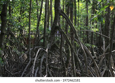 big root of mangrove above the ground