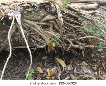 Big root of tree.