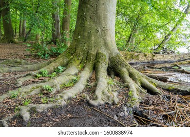 big root of a tree in the forest