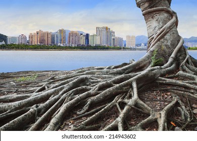 Big Root Tree In Front Of City Building Concept Forest And Urban Grow Up Together