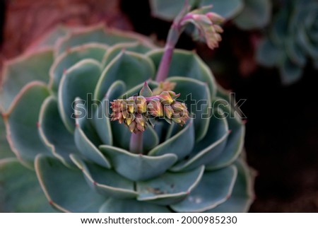 The big root will get flower after flower this spring